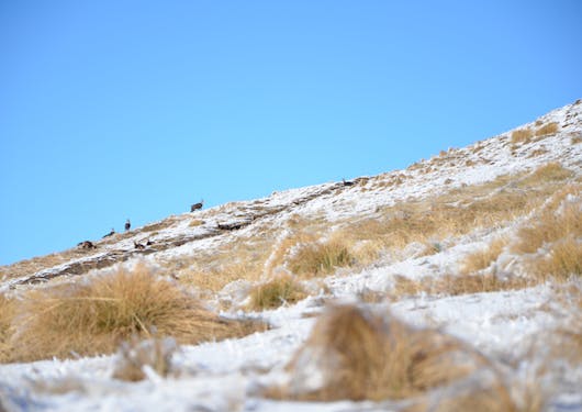 Chamois are seen in the distance walking up a hill with a light dusting of snow on a yellow grass plain, with a blue sky in the background.