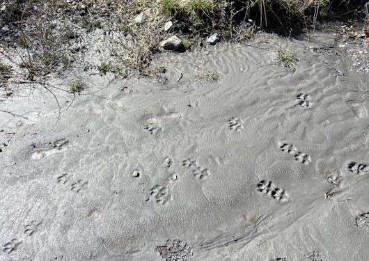 Fresh wolf track prints are seen in a light dusting of snow in the French Alps.