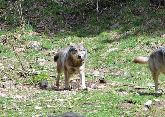 A pack of 3 wolves come toward the camera as they walk along green grass in the French Alps.