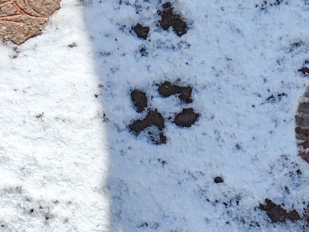 [4 days] Responsible Wolf Tracking in the French Alps