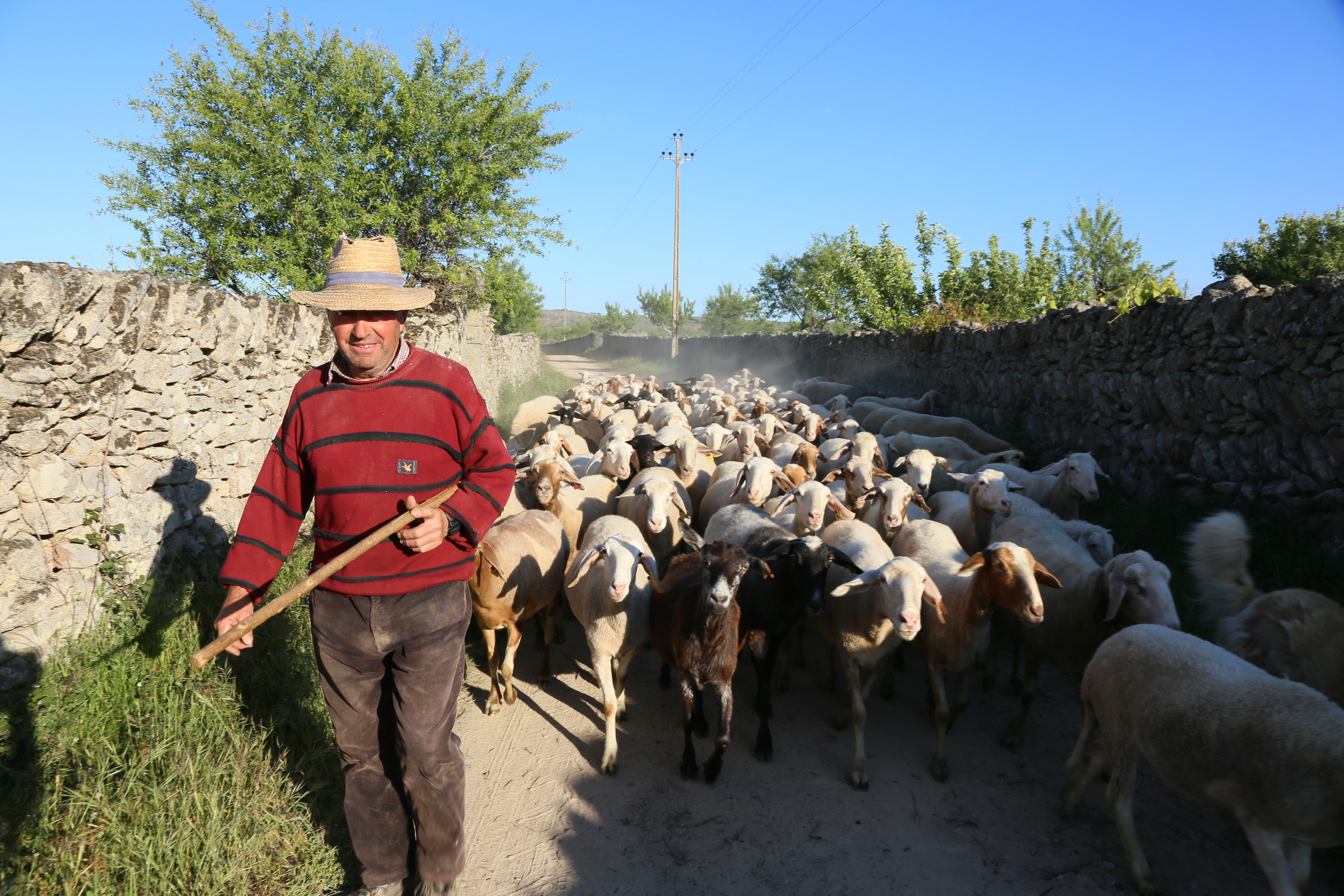 A local shepherd Caucasian man with a herd of shite and brown sheep behind him on a dusty road, walking towards us. There is a rock wall to the left and the sky is blue. Green trees are in the background