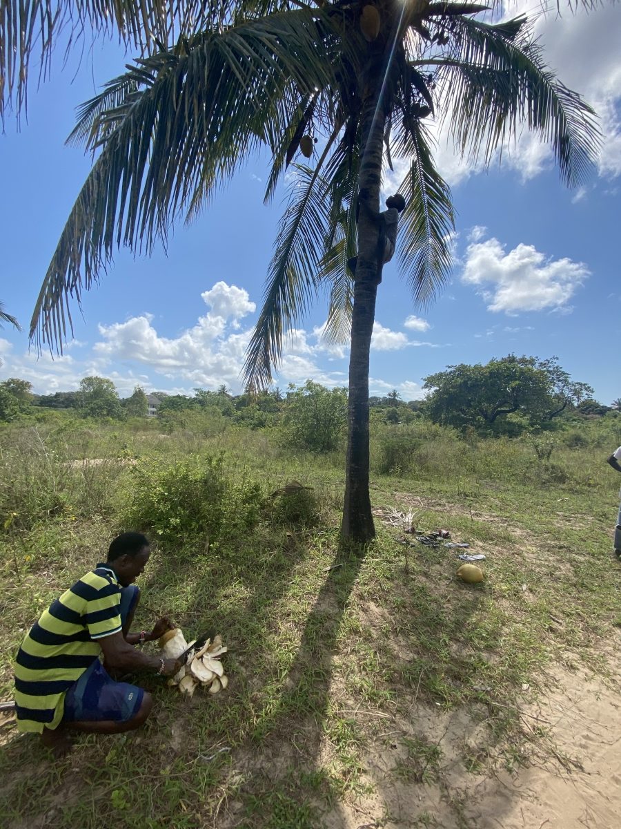 A young, local Kenyan man climbs a coconut tree near the Mida Creek Community Village in Kenya. There is greenery on the ground and the sky is blue with some white clouds. Another local is squatting in the front left of the frame, wearing a yellow and blue striped shirt and shaving fresh coconuts.