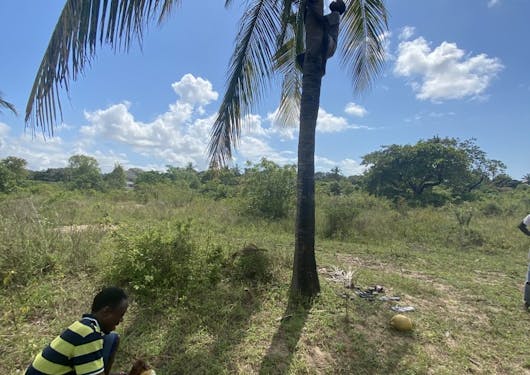 A young, local Kenyan man climbs a coconut tree near the Mida Creek Community Village in Kenya. There is greenery on the ground and the sky is blue with some white clouds. Another local is squatting in the front left of the frame, wearing a yellow and blue striped shirt and shaving fresh coconuts.