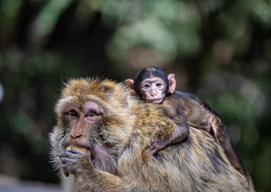Moroccan apes, or Barbary macaques, are shown, with a baby one on its parent's back.
