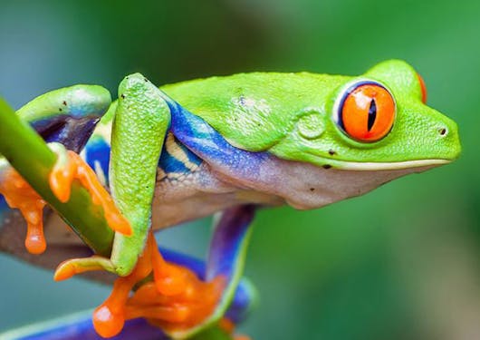 A multi-colored frog with a neon green body, orange-red eyes and feet, and blue arms clings to a green branch in Costa Rica.