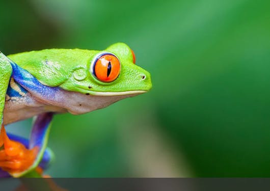 A multi-colored frog with a neon green body, orange-red eyes and feet, and blue arms clings to a green branch in Costa Rica.
