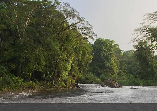 A view of water going between greenery in a low lit environment.