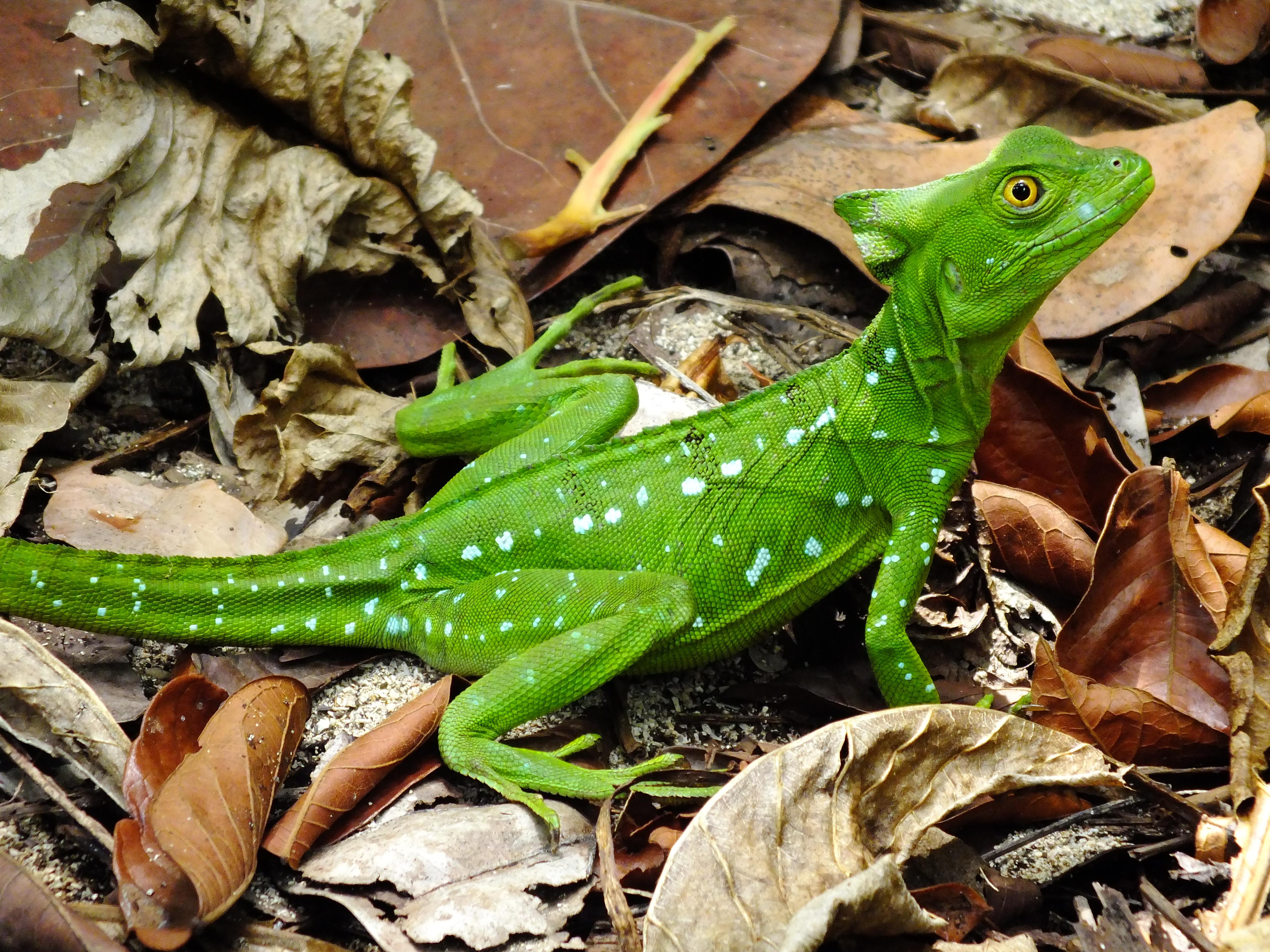 A bright green iguana is shown with white speckled spots on it in Costa Rica.