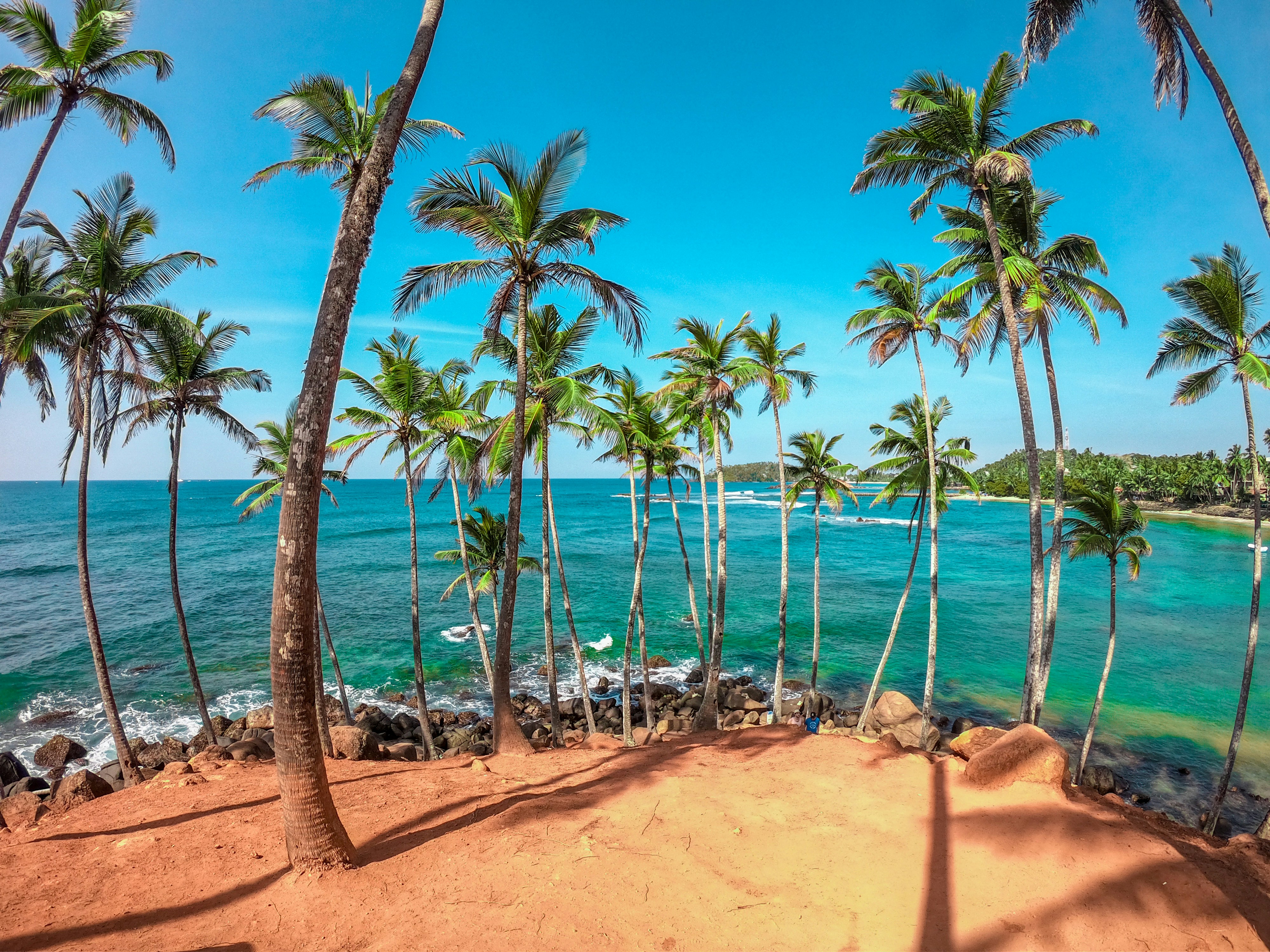 Palm trees on a golden beach shore are shown from the top of Coconut Tree Hill in Mirissa, Sri Lanka.