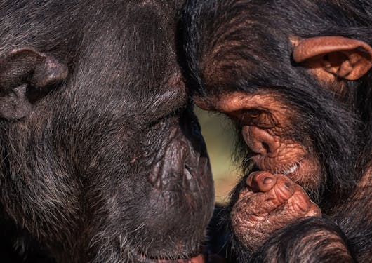 Adorable chimpanzees rest their heads together.