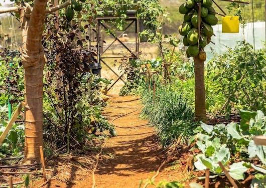 A farm in Kenya in shown, with a packed orange dirt path and a green garden surrounding it.