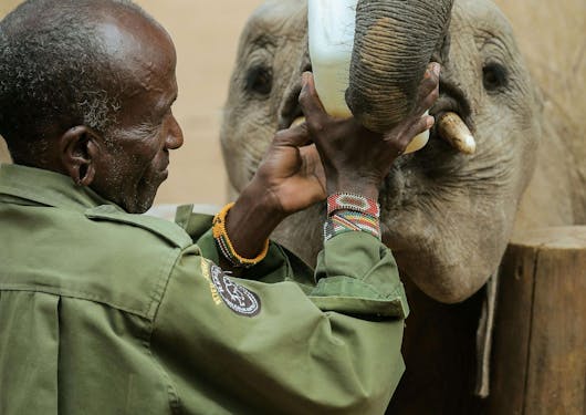 A baby elephant is bottle fed by a Kenyan man at the Reteti sanctuary.