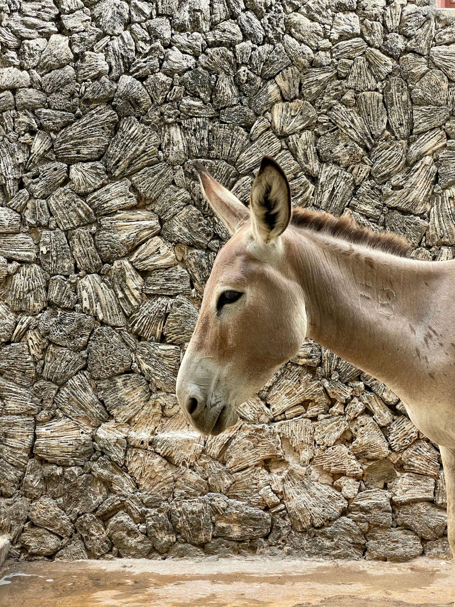 A horse is shown on a tour of old town Lamu in Kenya.