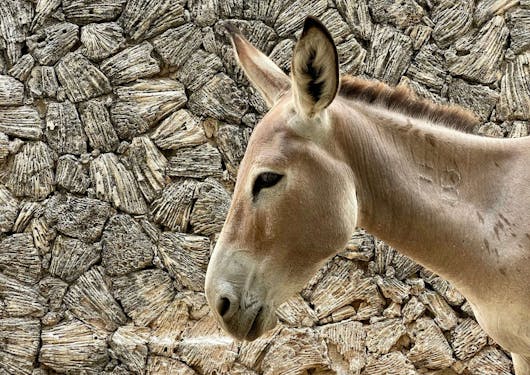 A horse is shown on a tour of old town Lamu in Kenya.
