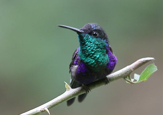 A bird stands on a branch in Costa Rica, with a black and purple body and a fluorescent teal belly.