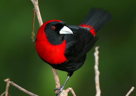 A bird stands on a branch in Costa Rica, with its black body, red belly, and white beak.