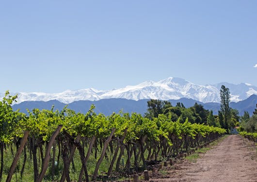 Mendoza Vineyards with a view of Los Andes