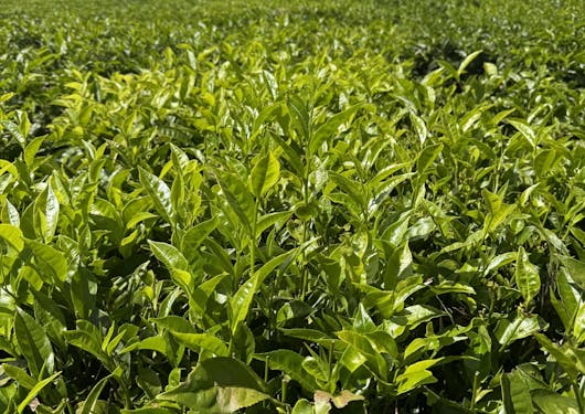 A green field is shown in Kenya.