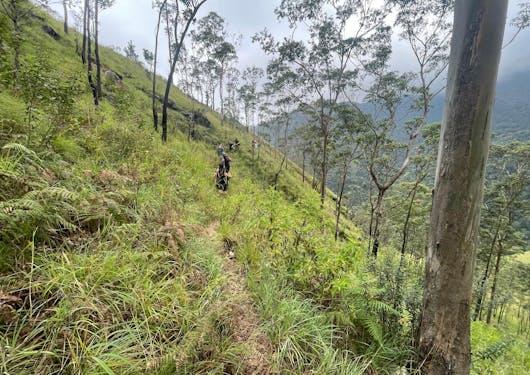 Trekkers go through Haputale Valley in the Ohiya region along the Pekoe Trail in Sri Lanka, with greenery and sparse trees dotting the slope.