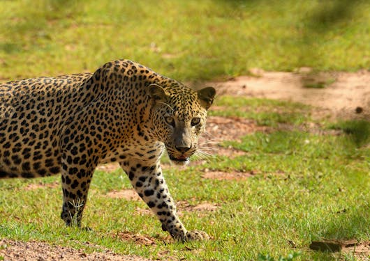 A leopard in Lunugamwehera in Sri Lanka strides across the grass while looking at the camera.