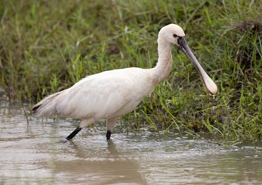 A large white bird with a long beak stands in a shallow marsh in Sri Lanka.