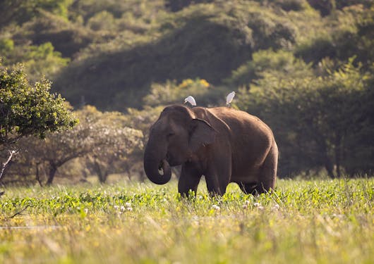 An elephant in Sri Lanka with two white birds perched atop it as it walks through a grassy field, as seen from a distance.