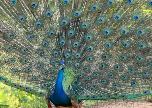 A stunning Ostritch shows its outstretched, colorful blue and green feathers in Sri Lanka.
