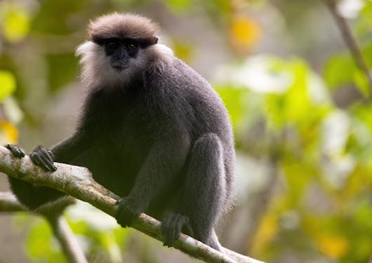 A baboon sits on a branch in Sri Lanka in Sinharaja.