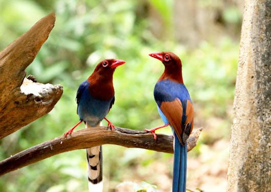 A pair of small birds with red, blue, and orange coloring sit atop a branch in Sri Lanka.