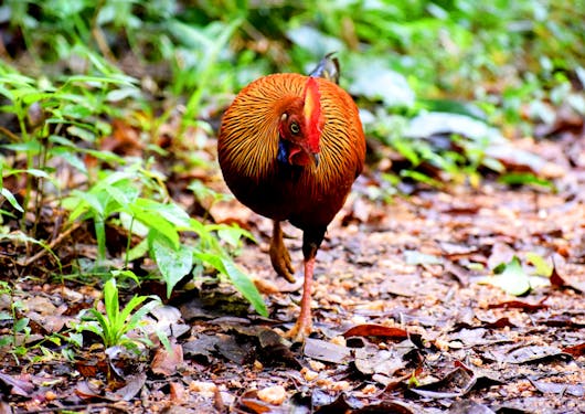 A brightly colored orange bird walks across damp leaves toward the camera in Sri Lanka.