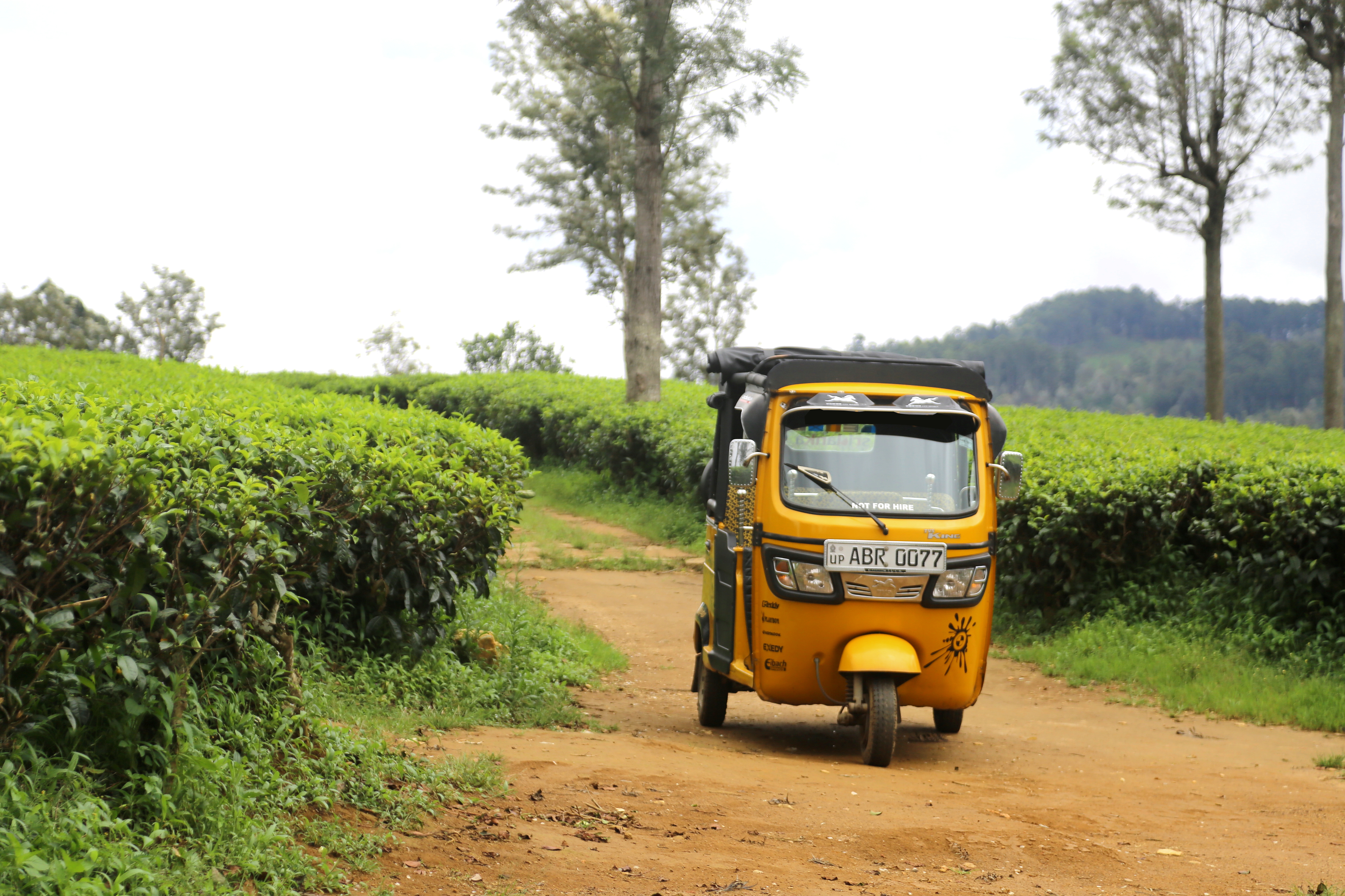 A yellow tuktuk drives along a dirt path through tea plantations in Sri Lanka.