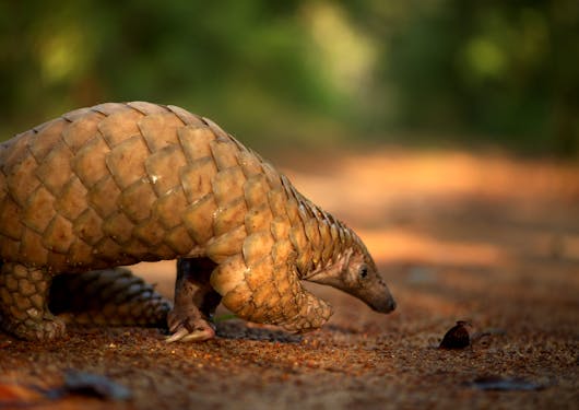 A scaly brown pangolin (anteater) is seen in Sri Lanka, nose toward the ground.