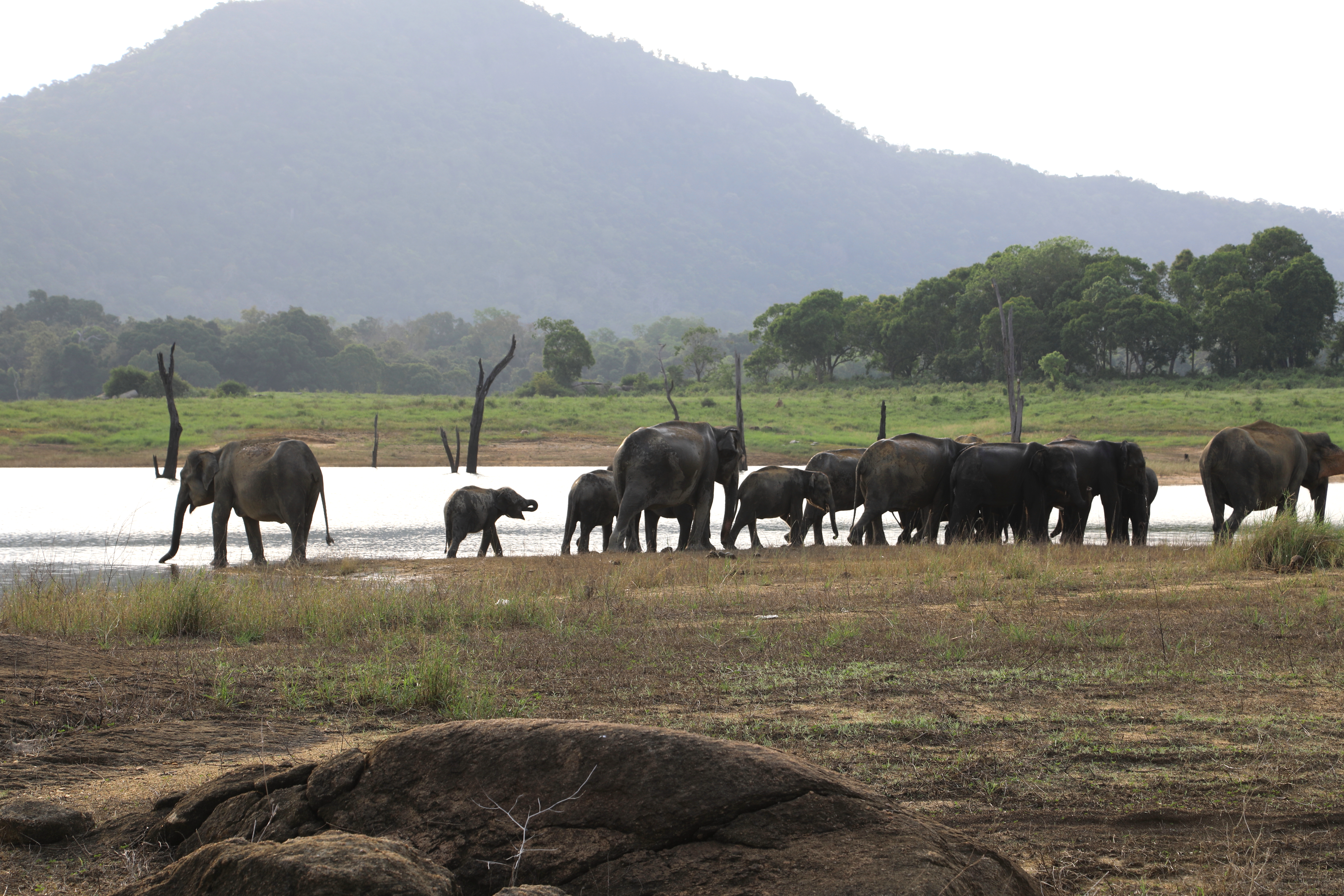 A herd of elephants is seen at a watering hold in Sri Lanka.