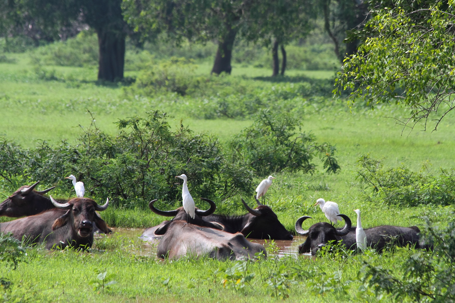White birds rest atop buffalo bathing in a river surrounded by greenery in Sri Lanka.