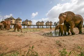 Elephants drink from watering holes at Salt Lick in Kenya.