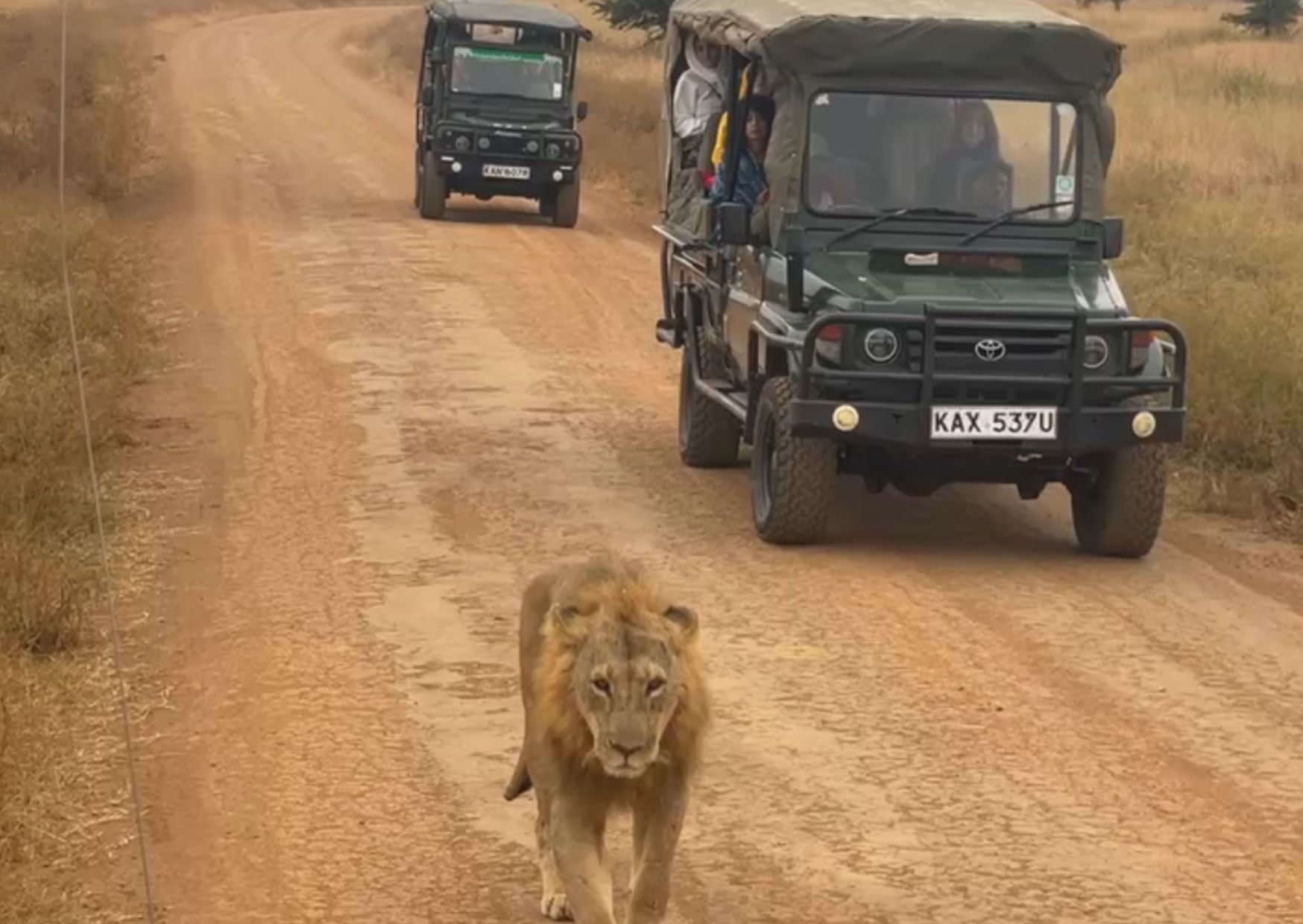 Travelers on a jeep safari in Kenya trail behind a lion.