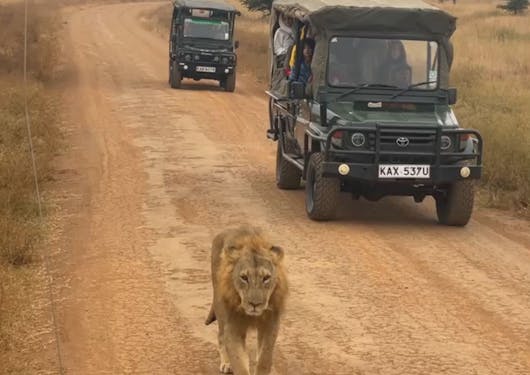 Travelers on a jeep safari in Kenya trail behind a lion.