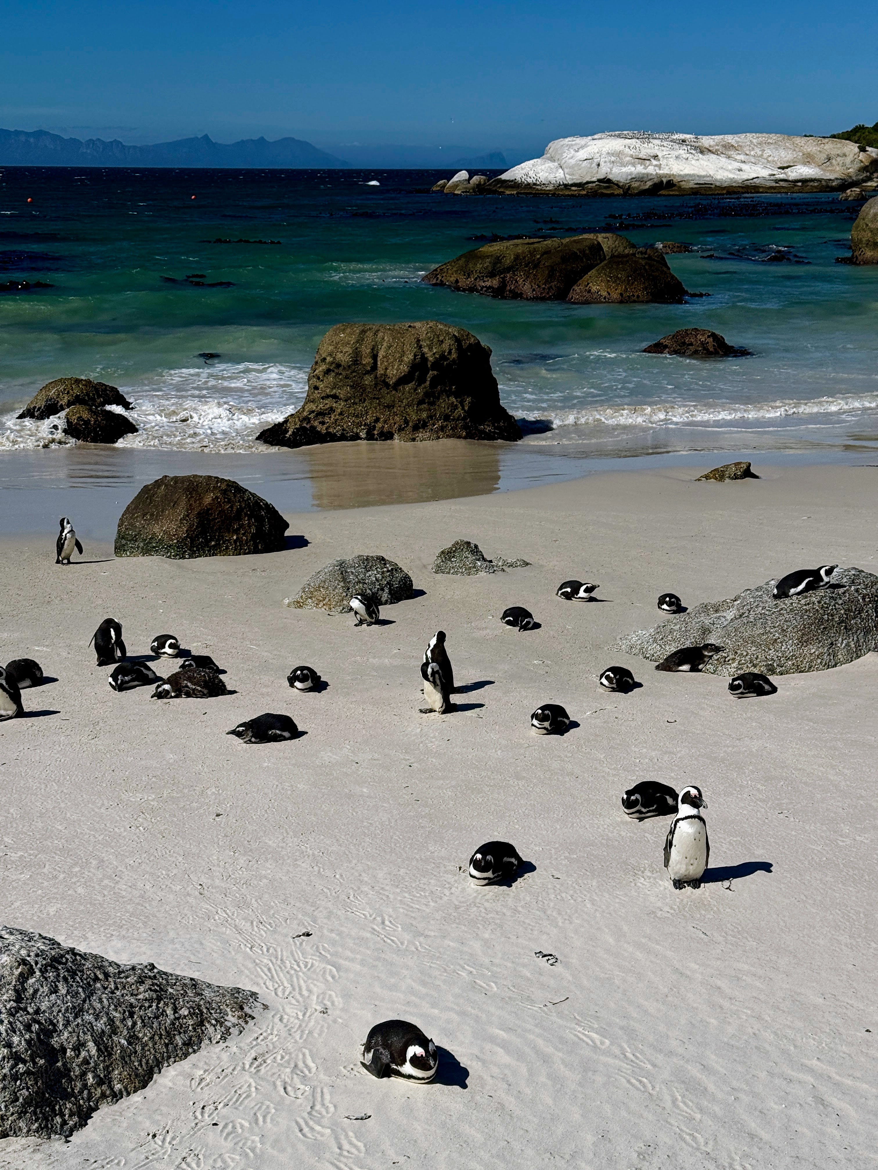 Penguins at Boulders Beach in South Africa just near Cape Town bask on the sand and rocks of the shore.