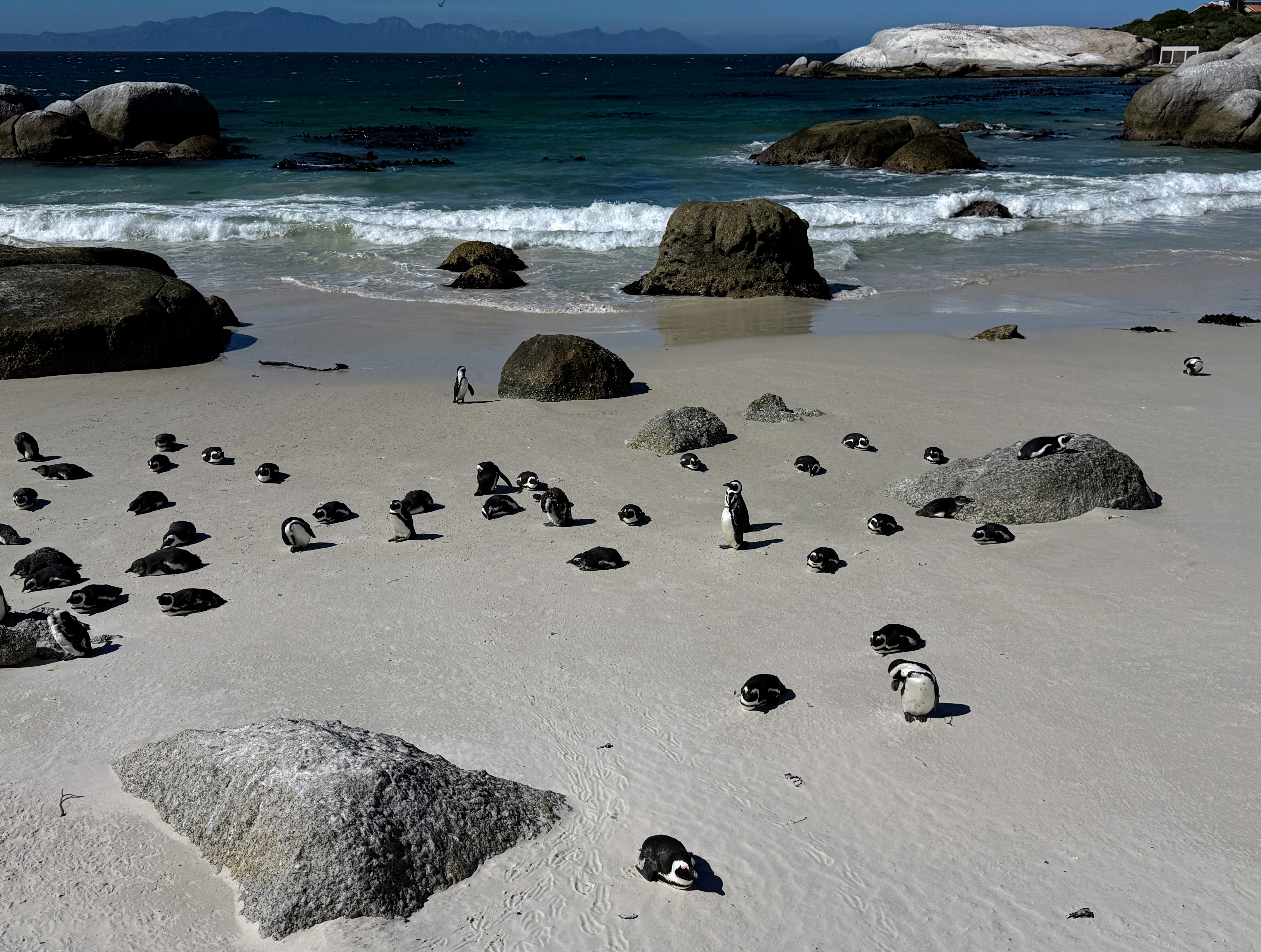 Penguins at Boulders Beach in South Africa just near Cape Town bask on the sand and rocks of the shore.