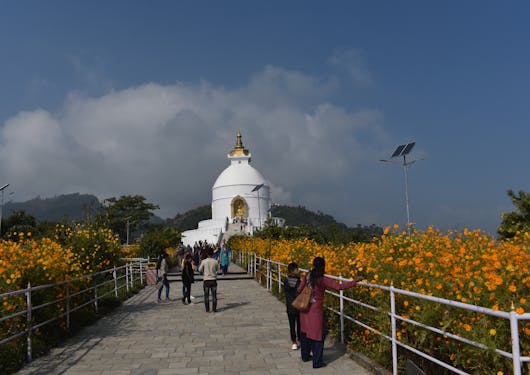 The Peace Pagoda in Pokhara is shown with its white stupa at the end of a paved path lined with yellow flowers.