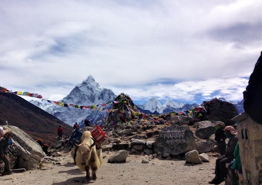 Memorial Park along the Everest Base Camp, with an animal carrying supplies.