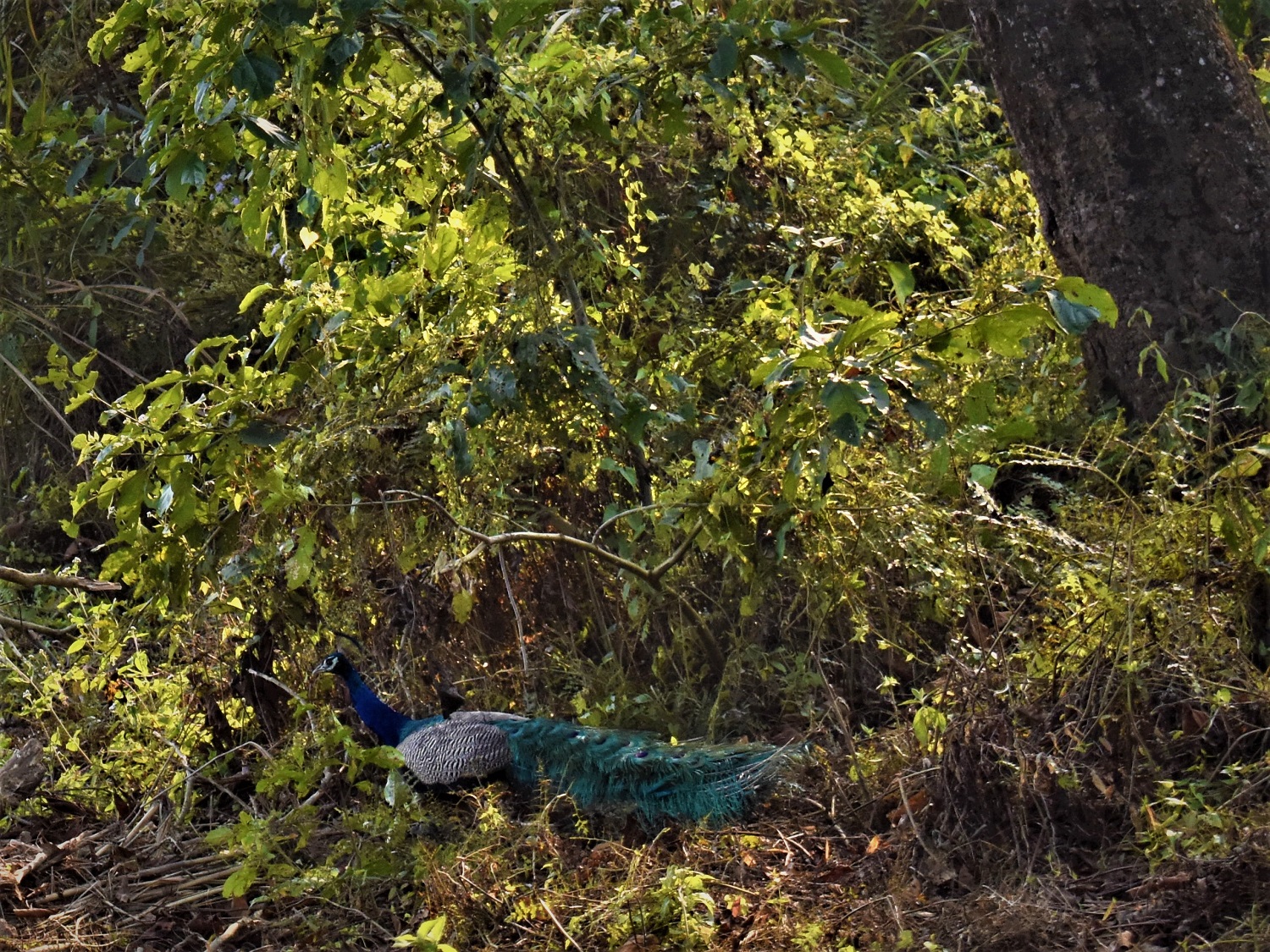 A peacock is shown in the forest in Nepal.