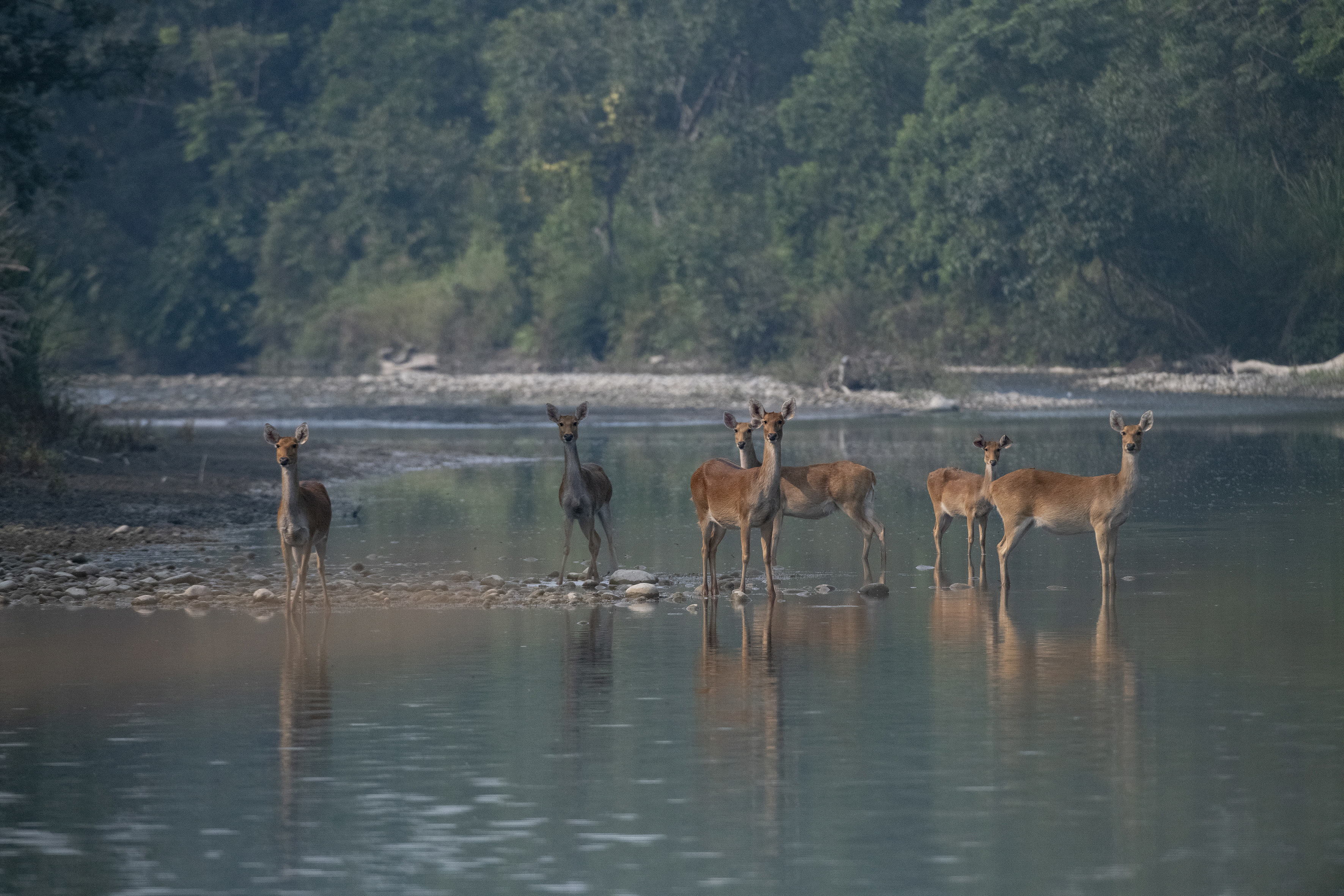 Deers stand in shallow water in Bardia National Park.