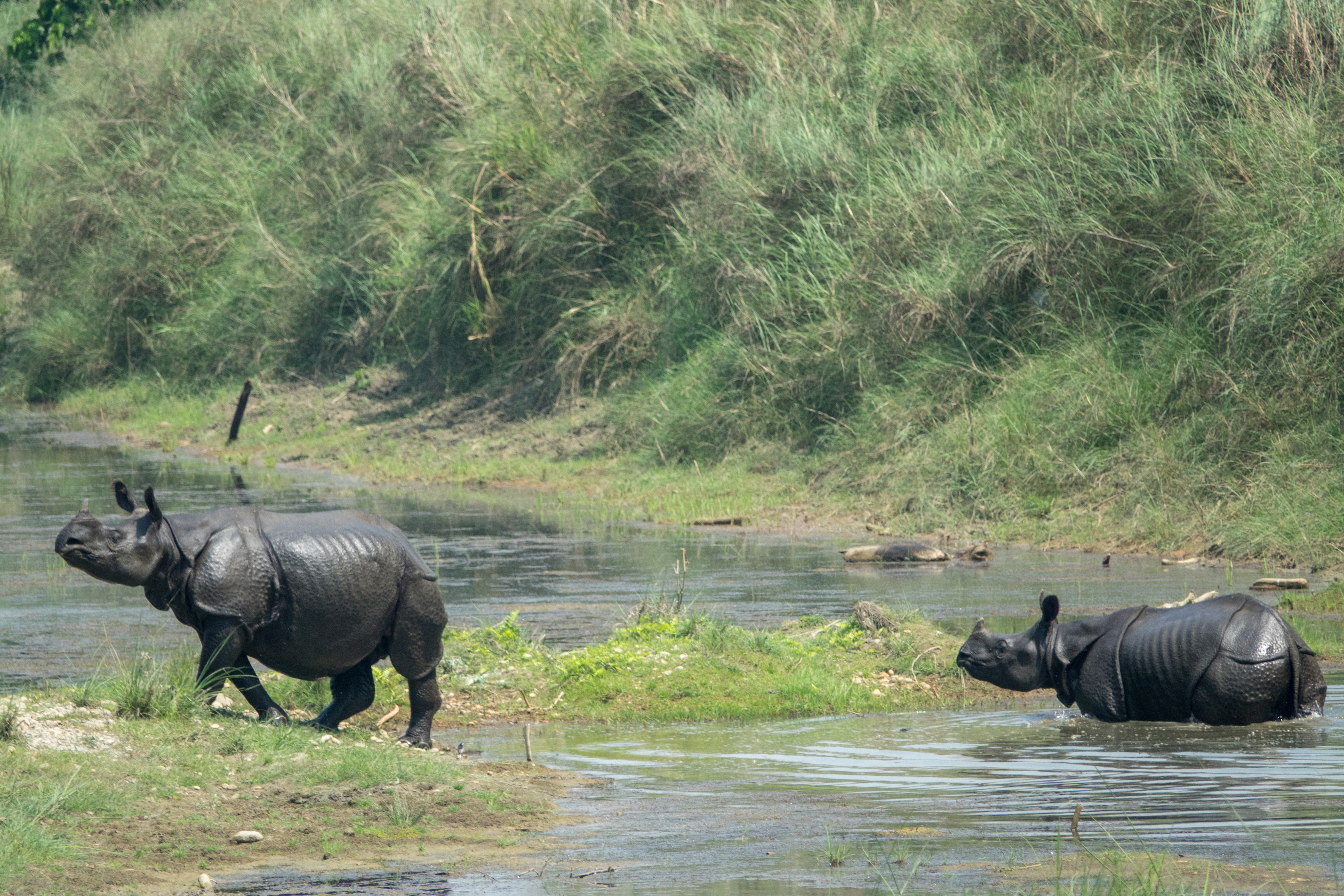 A couple of rhinos cross a river in Nepal.