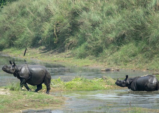 A couple of rhinos cross a river in Nepal.