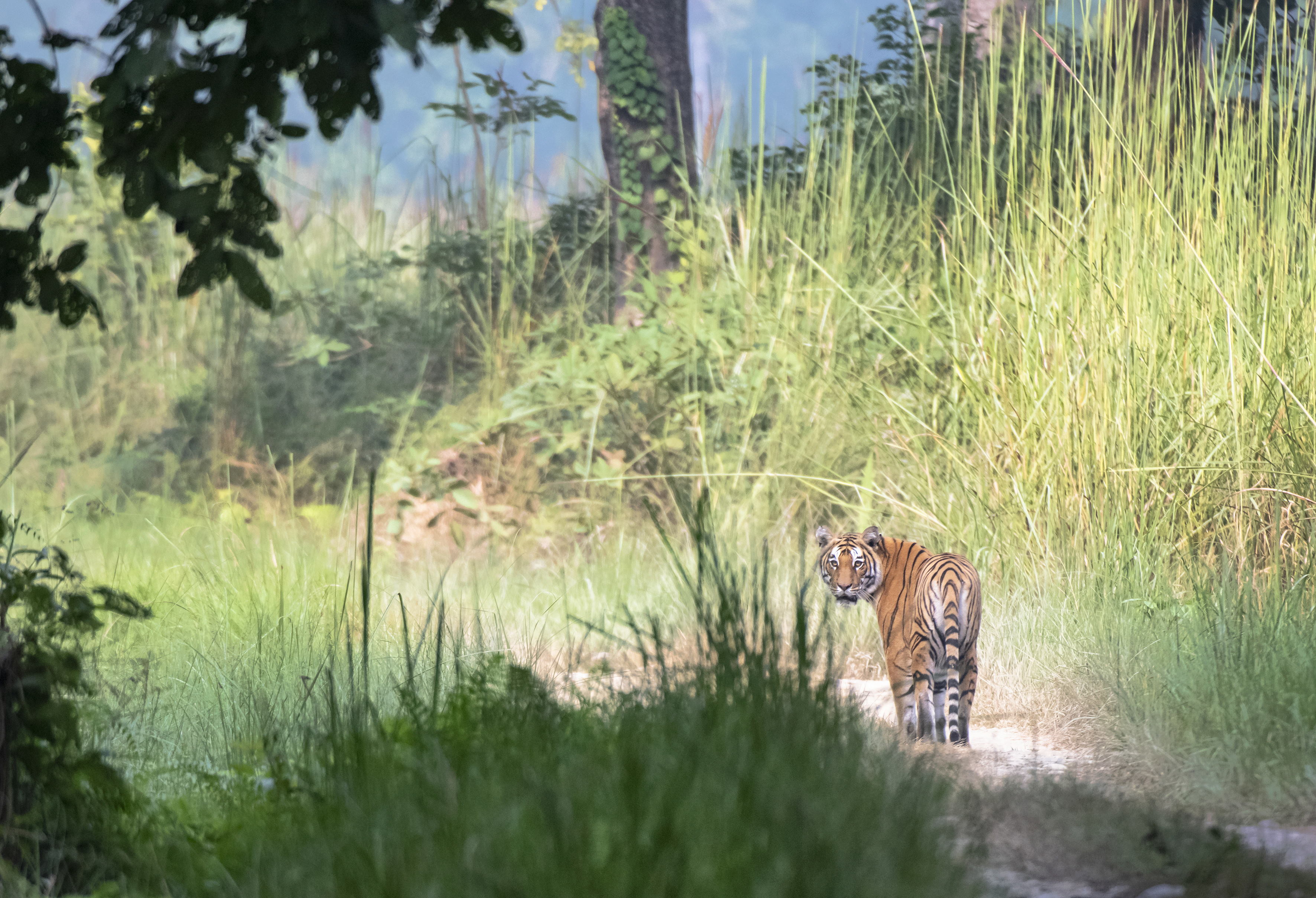 A tiger looks back at the camera through tall green grass.