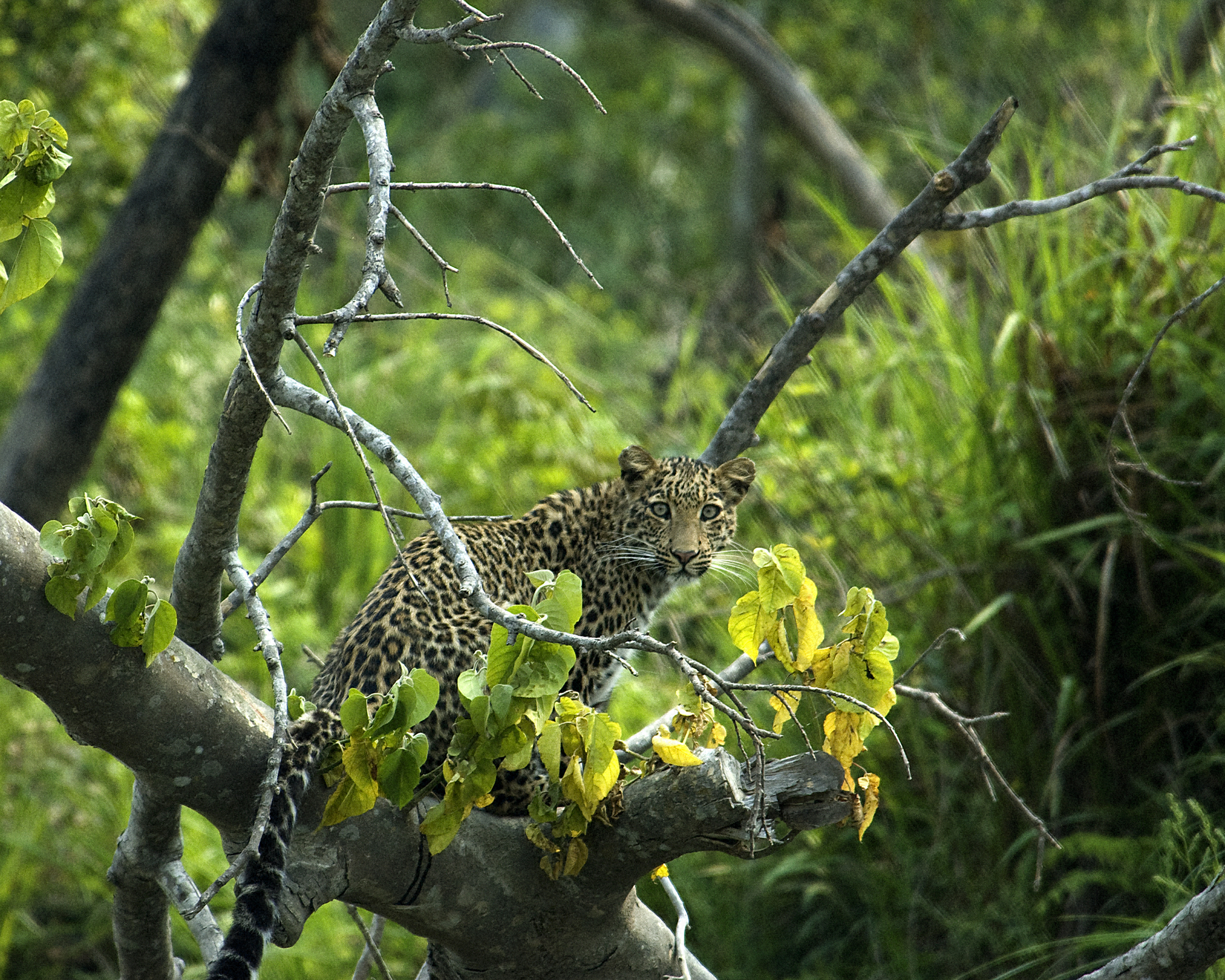A spotted leopard sits perched in the branches of a tree in Nepal.