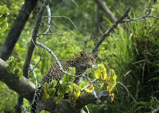 A spotted leopard sits perched in the branches of a tree in Nepal.
