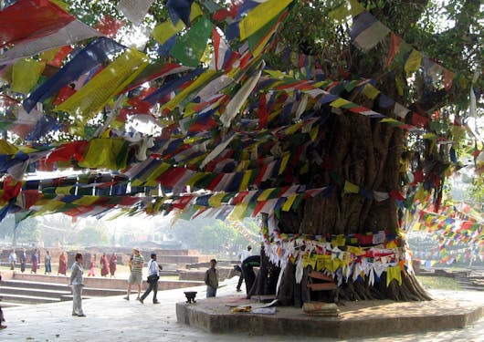 Colorful prayer flags are seen surrounding a tree in Lumbini, Nepal.