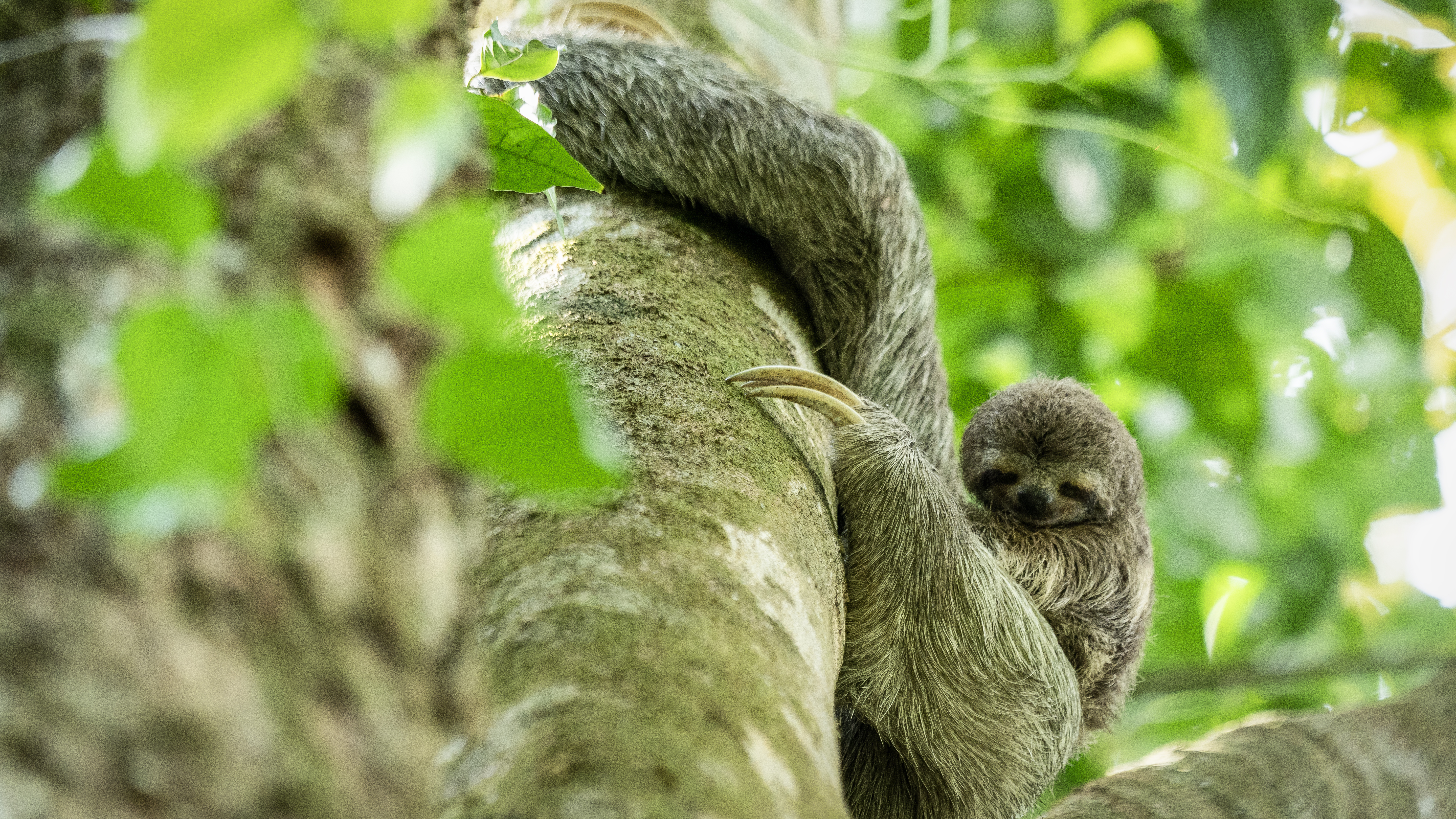 A sloth hugs a tree branch at the Manuel Antonio National Park in Costa Rica.